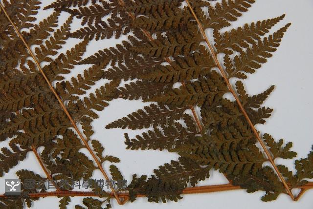 司氏碗蕨藏品圖，第5張