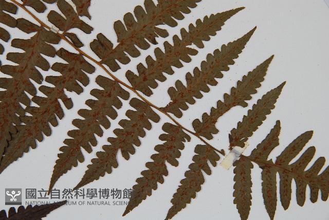 德氏雙蓋蕨藏品圖，第5張