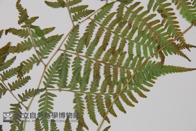 日本蹄蓋蕨藏品圖，第5張