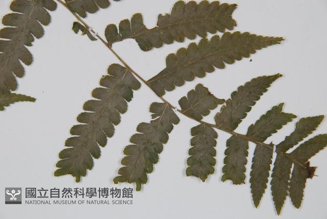 擬德氏雙蓋蕨藏品圖，第5張