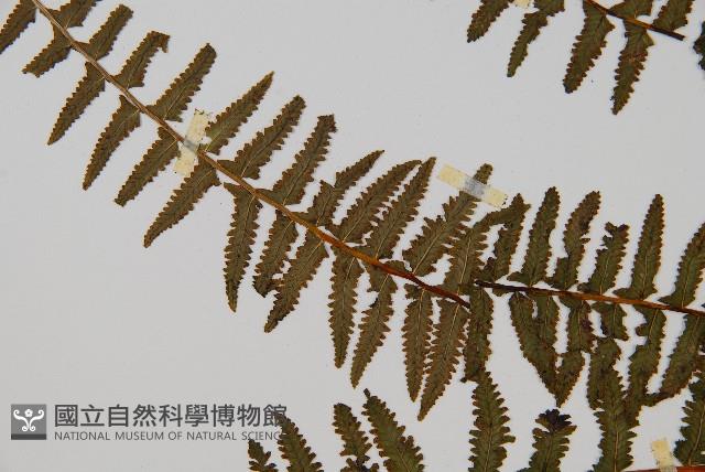 岩穴蕨藏品圖，第5張