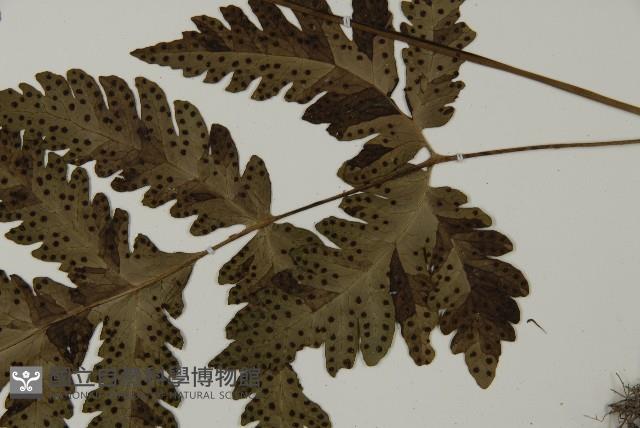 屏東擬肋毛蕨藏品圖，第5張