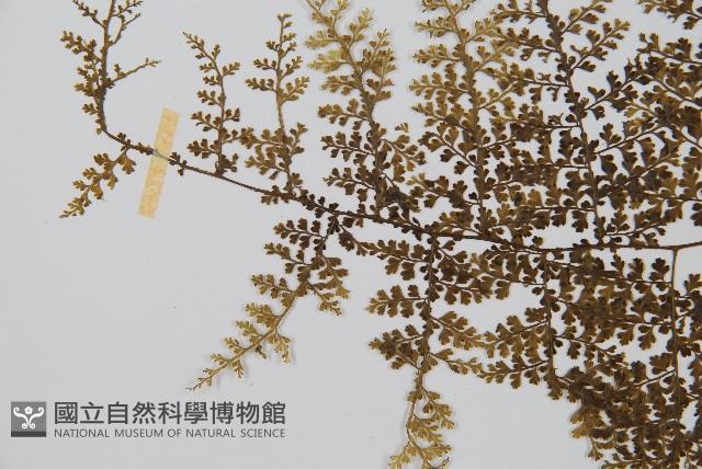 稀子蕨藏品圖，第5張