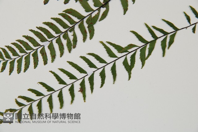 單邊鐵角蕨藏品圖，第8張