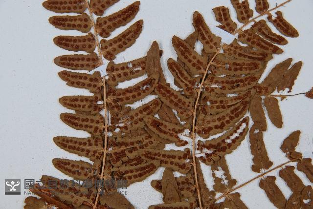 闊鱗鱗毛蕨藏品圖，第5張