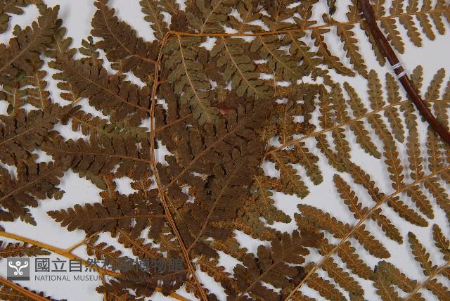 姬蕨藏品圖，第5張