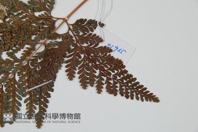 杯狀蓋陰石蕨藏品圖，第5張