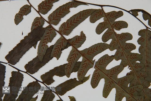 廣葉鋸齒雙蓋蕨藏品圖，第4張