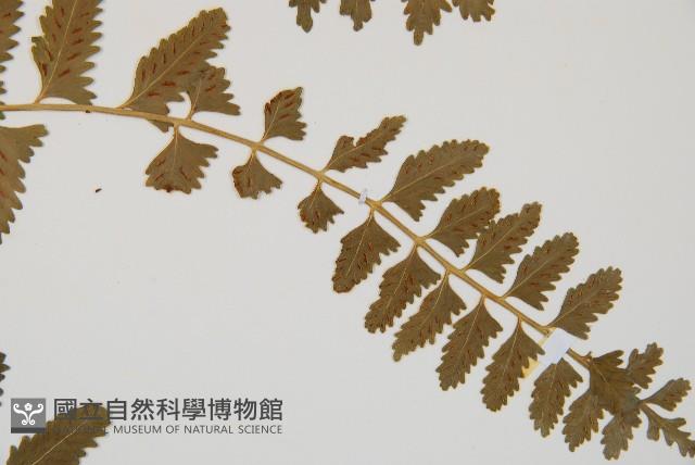鈍齒鐵角蕨藏品圖，第5張