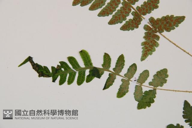 馬祖耳蕨藏品圖，第5張