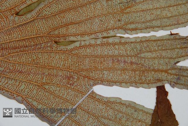 雙扇蕨藏品圖，第4張