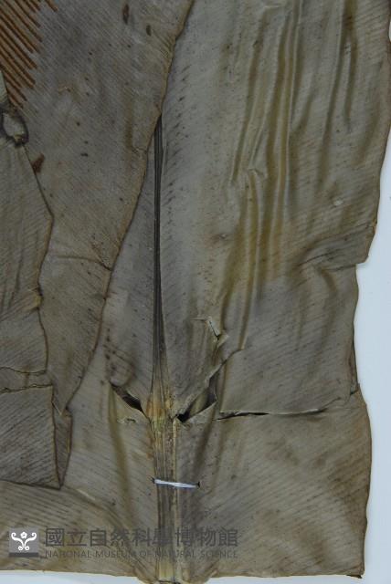 臺灣山蘇花藏品圖，第5張