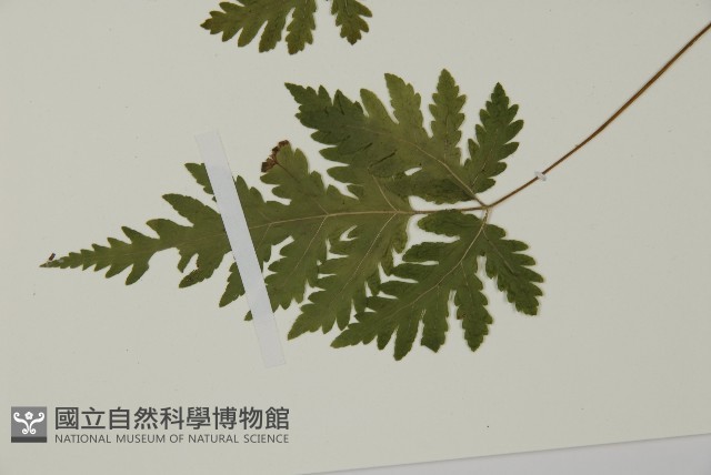 薄葉三叉蕨藏品圖，第5張