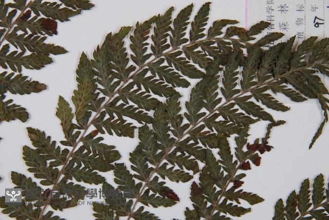 細葉蹄蓋蕨藏品圖，第5張