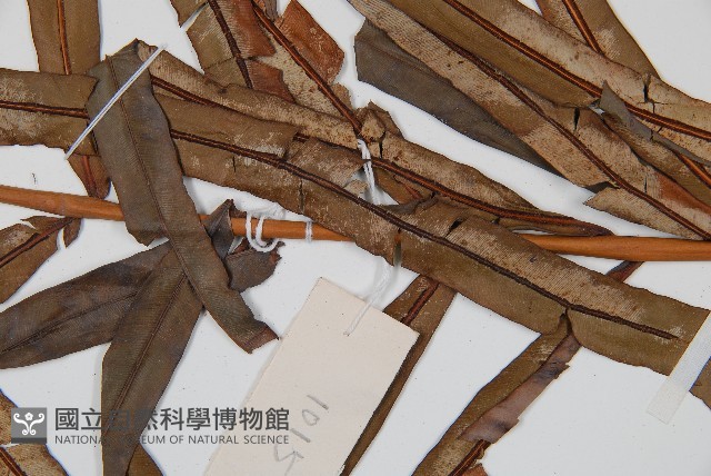 烏毛蕨藏品圖，第4張