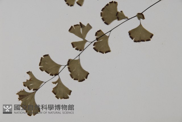 鐵線蕨藏品圖，第5張