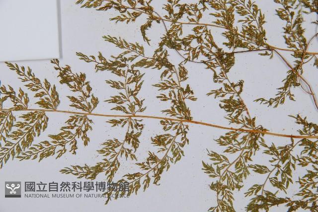 宿枝小膜蓋蕨藏品圖，第5張