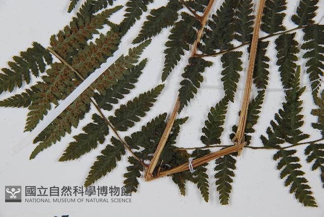 假冷麻藏品圖，第5張