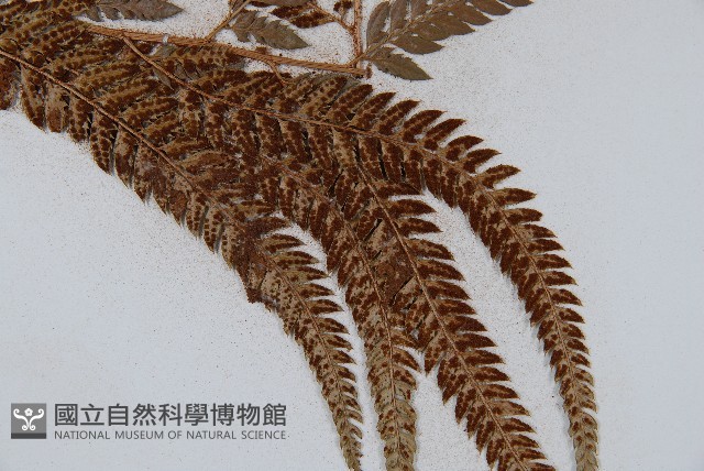 細葉複葉耳蕨藏品圖，第5張