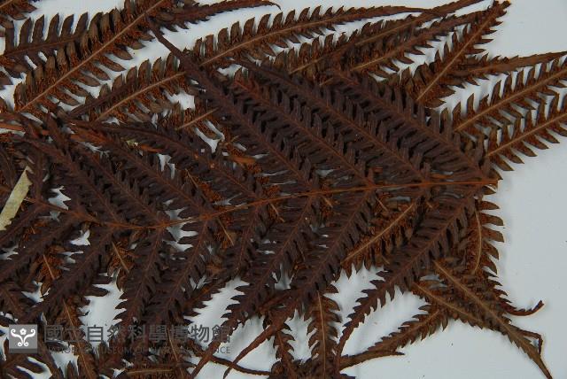 金狗毛蕨藏品圖，第4張