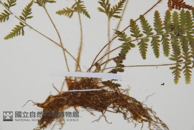 細毛碗蕨藏品圖，第5張