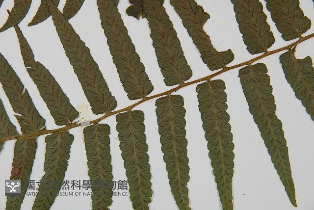毛柄短腸蕨藏品圖，第5張
