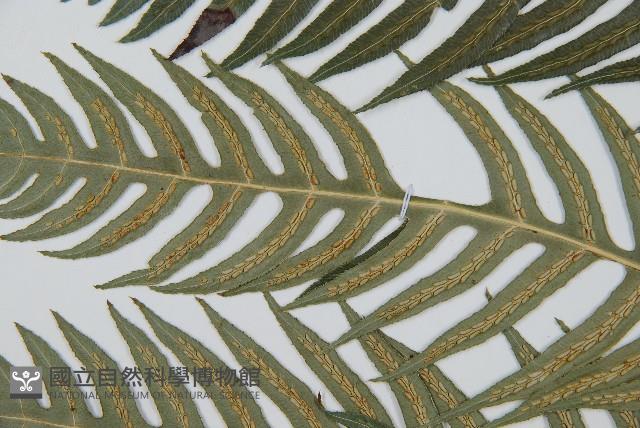 生芽狗脊蕨、頂芽狗脊蕨藏品圖，第5張