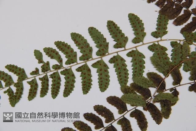 紅苞蹄蓋蕨藏品圖，第5張