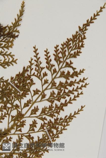 骨碎補鐵角蕨藏品圖，第5張