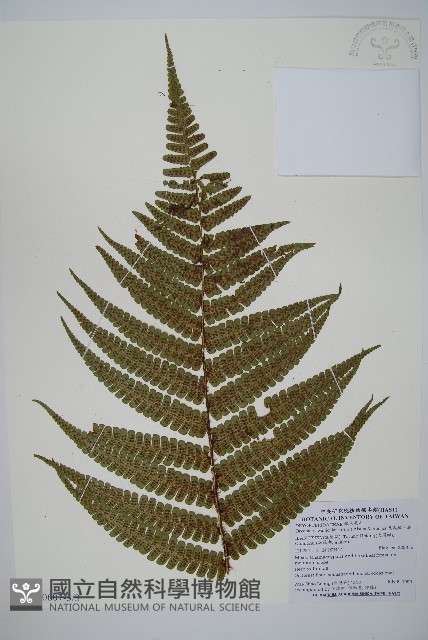 瓦氏鱗毛蕨藏品圖，第5張