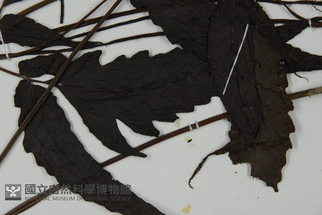 三叉蕨藏品圖，第5張