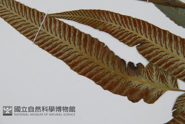 細柄雙蓋蕨藏品圖，第5張