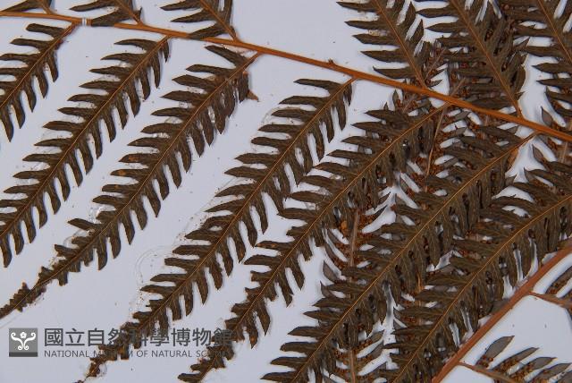 臺灣金狗毛蕨藏品圖，第4張