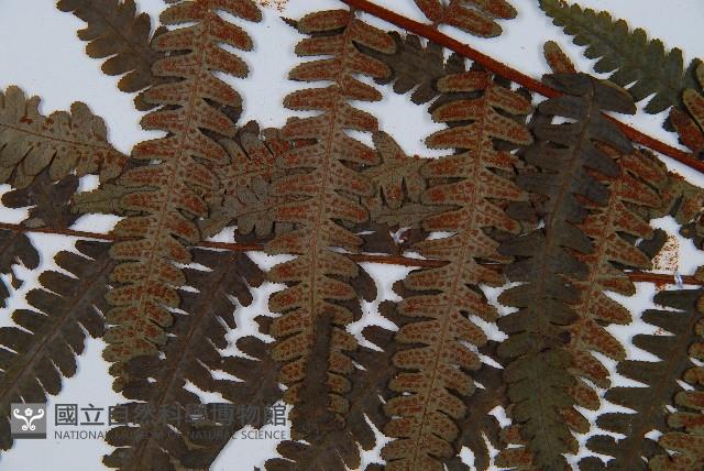 韓氏黑桫欏藏品圖，第9張