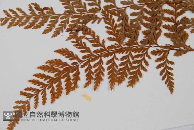 碗蕨藏品圖，第5張