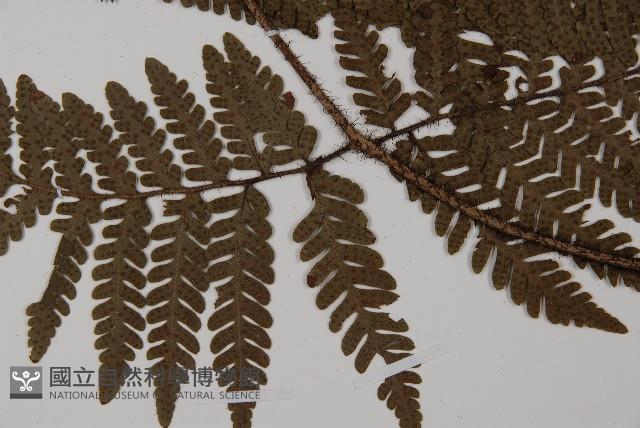 愛德氏肋毛蕨藏品圖，第5張