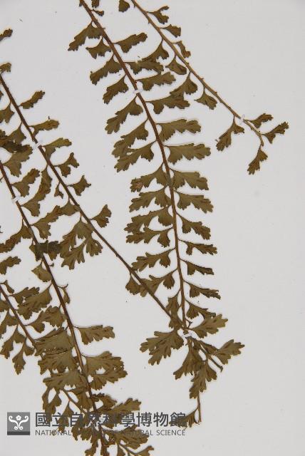 鱗柄鐵角蕨藏品圖，第5張