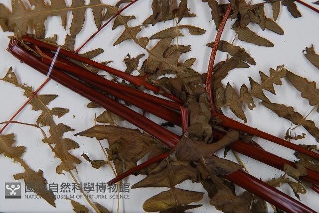 栗蕨藏品圖，第5張