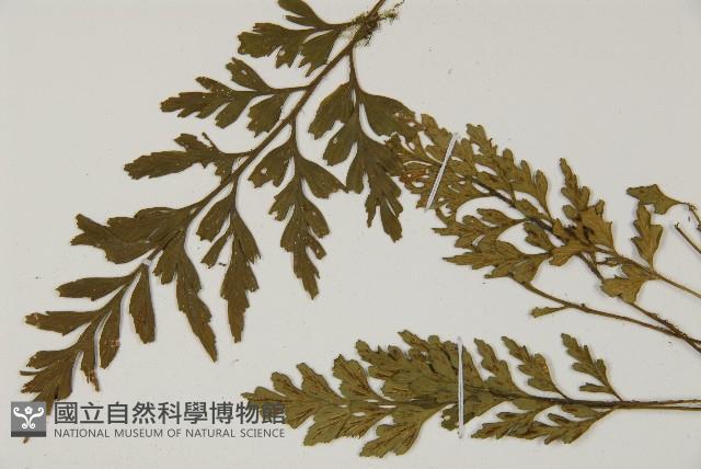 大蓬萊鐵角蕨藏品圖，第5張