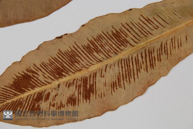 狹基巢蕨藏品圖，第5張