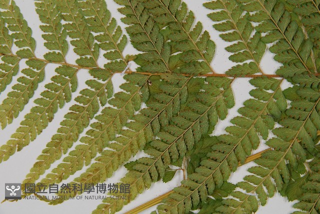 粗毛鱗蓋蕨藏品圖，第5張