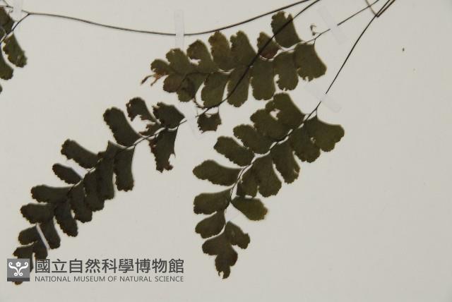 長尾鐵線蕨藏品圖，第5張