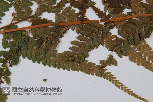 粗毛鱗蓋蕨藏品圖，第5張