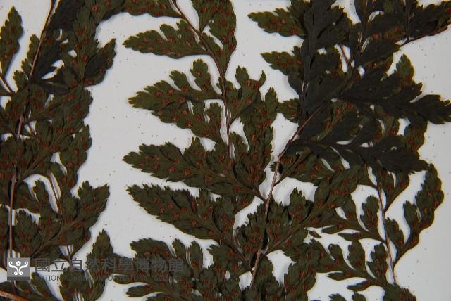 三回蹄蓋蕨藏品圖，第5張