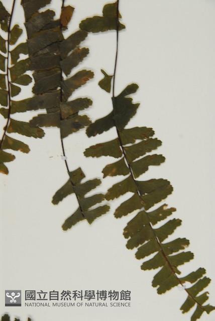 生芽鐵角蕨藏品圖，第5張