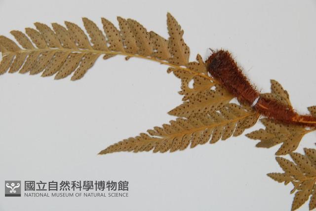 中華複葉耳蕨藏品圖，第5張