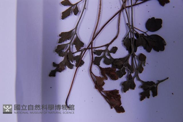 銀杏葉鐵角蕨藏品圖，第5張