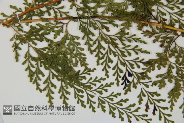 烏蕨藏品圖，第5張