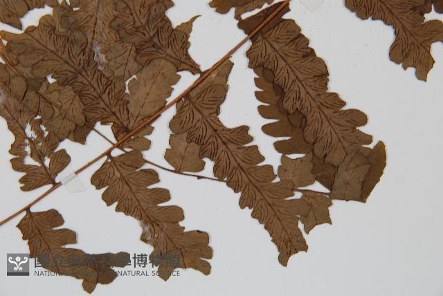 長果短腸蕨藏品圖，第5張