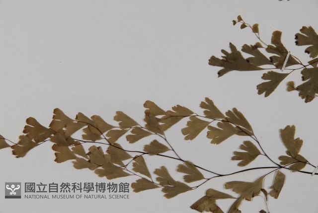 鐵線蕨藏品圖，第5張